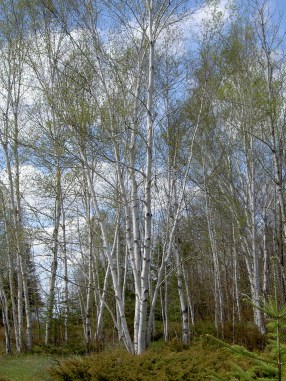 Birch trees in Upper Michigan