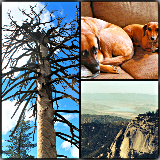 What we do in Idyllwild